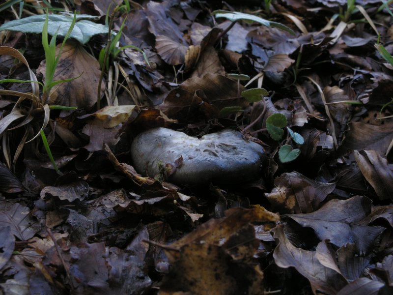 Ancora pi� in alto, dove si scioglie la neve ....